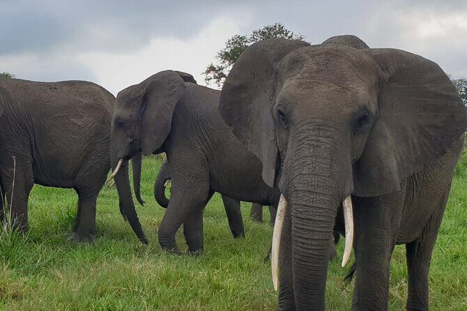 2 Days Mikumi National Park Safari From Dar es salaam or Zanzibar - Wildlife chances in Mikumi: plan for big names, not guarantees