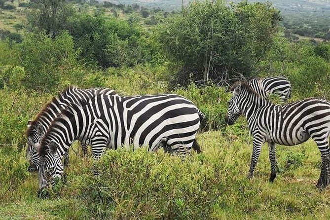 2 Days - Mikumi safari depart from Zanzibar or Dar es salaam - Key Highlights You’ll Actually Feel