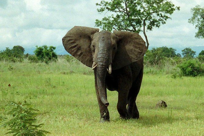 2 Days - Mikumi safari depart from Zanzibar or Dar es salaam - Day 2: Sunrise Game Drive, Picnic Lunch, and a Clean Finish