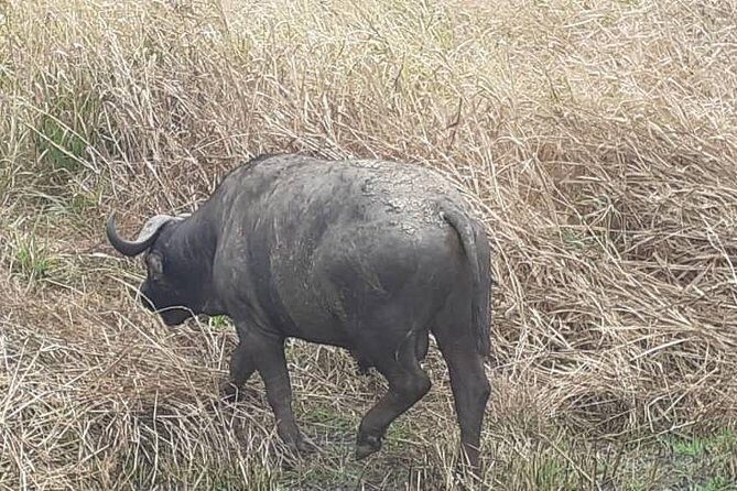 2 Days - Mikumi safari depart from Zanzibar or Dar es salaam - Wildlife You’ll Target in Mikumi (and How to Think About Odds)