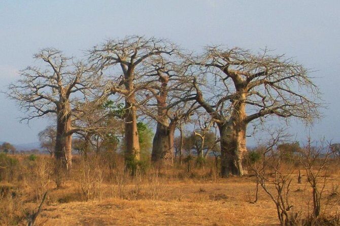2 Days - Mikumi safari depart from Zanzibar or Dar es salaam - Price and Value: What $620 Gets You in Real Terms