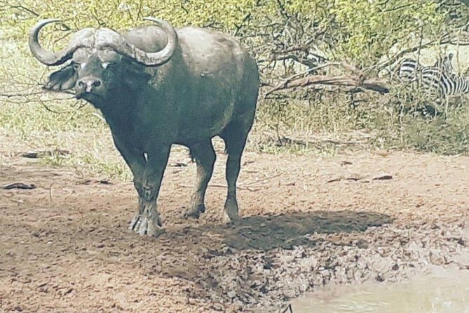 2 Days - Mikumi safari depart from Zanzibar or Dar es salaam - Who This Safari Is Best For (and Who Should Reconsider)