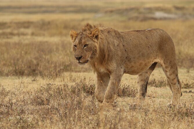 2 Days Tarangire and Ngorongoro Group Camping Safari - Camping close to Ngorongoro: where comfort meets time savings