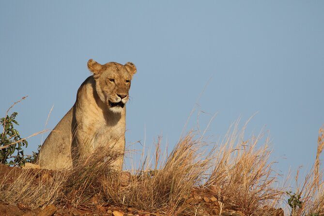 2 Days Tarangire and Ngorongoro Group Camping Safari - Pickup, timing, and how to plan your expectations in Arusha