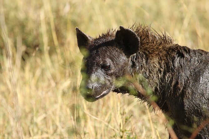 2 Days Tarangire and Ngorongoro Group Camping Safari - Price and value: $550 for a short, high-impact itinerary