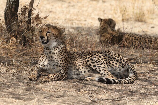 2 Days Tarangire and Ngorongoro Group Camping Safari - Who this safari is best for