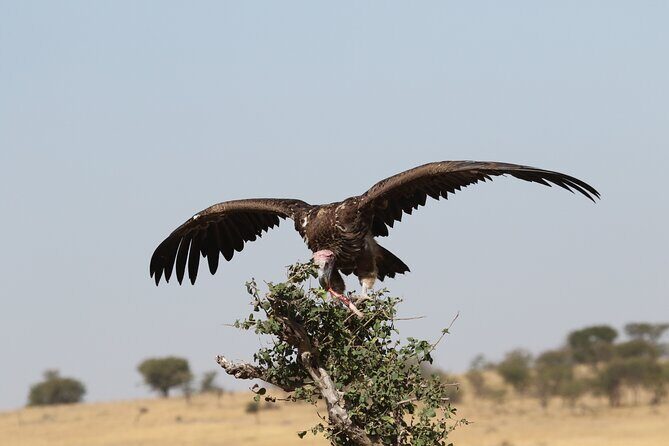 2 Days Tarangire and Ngorongoro Group Camping Safari - Day 2: Ngorongoro crater descent for predators and Lake Magadi