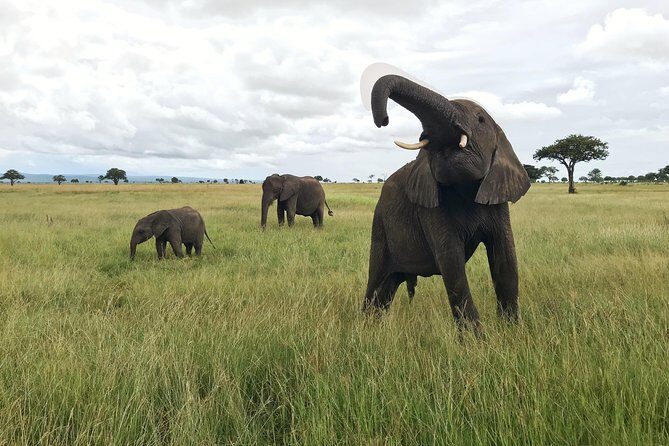 2 nights 3 days safari to mikumi national park - Key points before you go