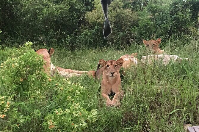 2 nights 3 days safari to mikumi national park - What I’d watch for before you lock it in