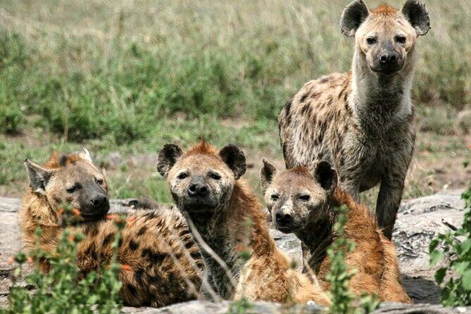 3 Day Classic, Guided Serengeti Safari - Key highlights before you go