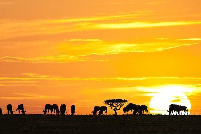 3 Day Classic, Guided Serengeti Safari - The Small-Group Private 4x4: Comfort That Changes the Feel of the Trip