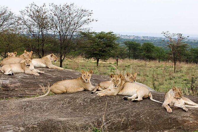 3 Day Classic, Guided Serengeti Safari - Day 2: A Full-Day Serengeti Game Drive With Picnic Lunch