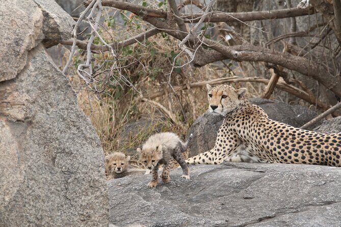 3-Day Classic Serengeti Safari - Serengeti Day: First Afternoon Drive and Big Cats Quick Wins