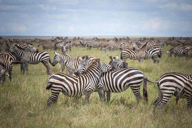 3-Day Classic Serengeti Safari - Arusha Pickup, Private Transport, and a 7:00 am Start