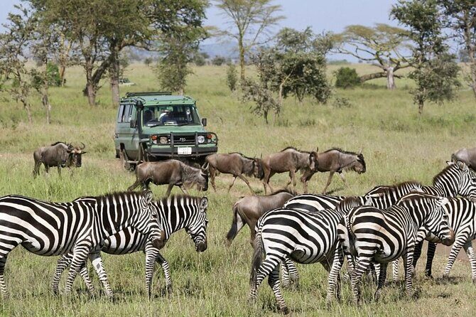 3-Day Ngorongoro Crater Manyara and Tarangire Safari from Arusha - Key highlights that matter in real life