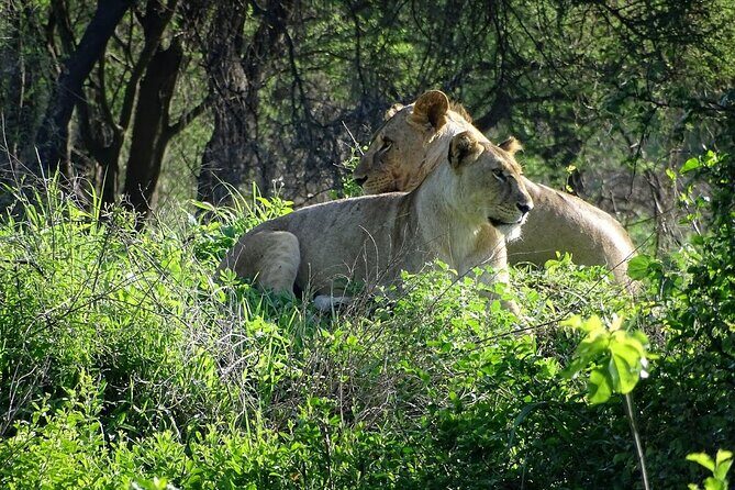 3-Day Ngorongoro Crater Manyara and Tarangire Safari from Arusha - Day 2: Ngorongoro Crater descent for close-up game viewing