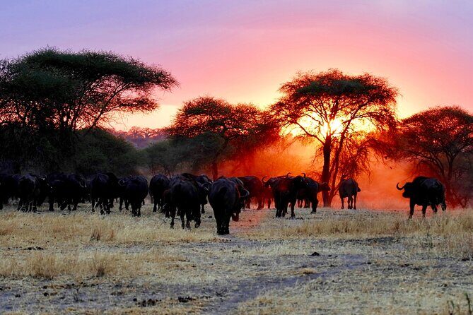 3-Day Ngorongoro Crater Manyara and Tarangire Safari from Arusha - Your guide and driver: spotting, calm, and helping you get the shot