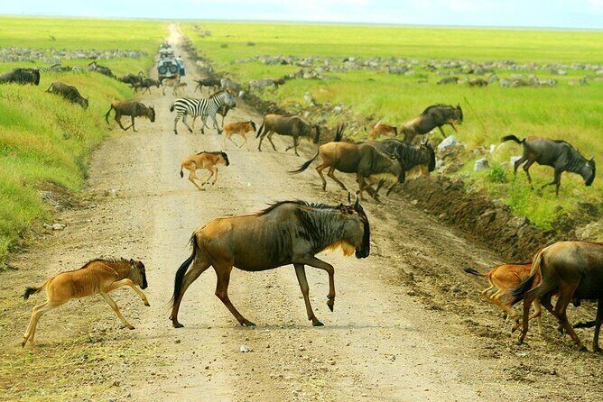 3-Day Ngorongoro Crater Manyara and Tarangire Safari from Arusha - Getting from park to park: what those long drive days feel like