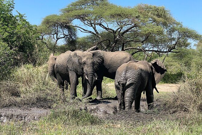 3-Day Tarangire, Ngorongoro and Lake Manyara Camping Safari - The guide factor: why Raphael, Rocky, and Isidor show up in good safaris
