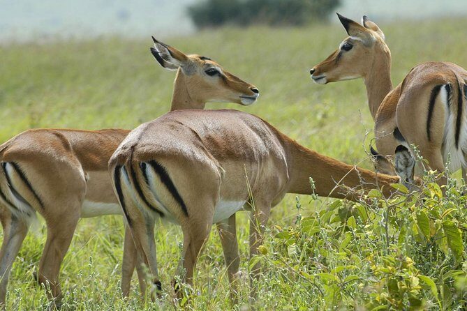 3 Days 2 Nights Group Joining Serengeti and Ngorogoro Safari - Key Things to Know Before You Go