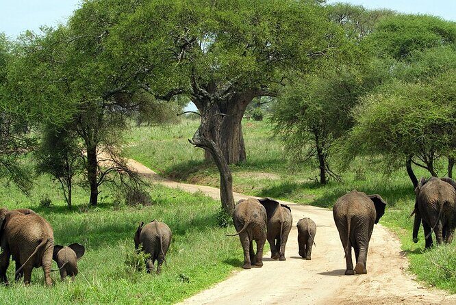 3 Days 2 Nights Group Joining Serengeti and Ngorogoro Safari - Why This Serengeti and Ngorongoro Route Works for 3 Days