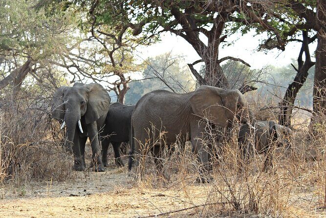 3 Days 2 Nights Group Joining Serengeti and Ngorogoro Safari - Price and What You’re Actually Getting for $900