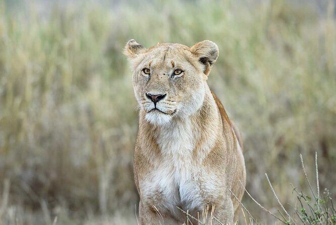 3 Days 2 Nights Group Joining Serengeti and Ngorogoro Safari - Should You Book This Group Joining Serengeti and Ngorongoro Safari?
