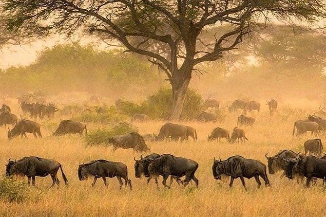 3 days fly in safari - Price and what you really get for $2,600 per person