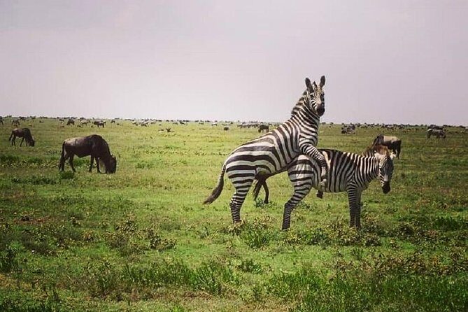 3 days fly in safari - Lodges and meals: comfort that helps you focus on wildlife