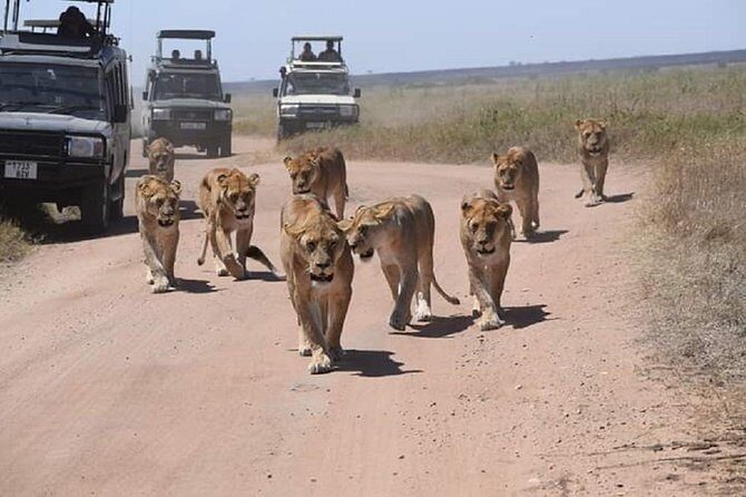3 days fly in safari - Wildlife viewing tactics that match this exact schedule