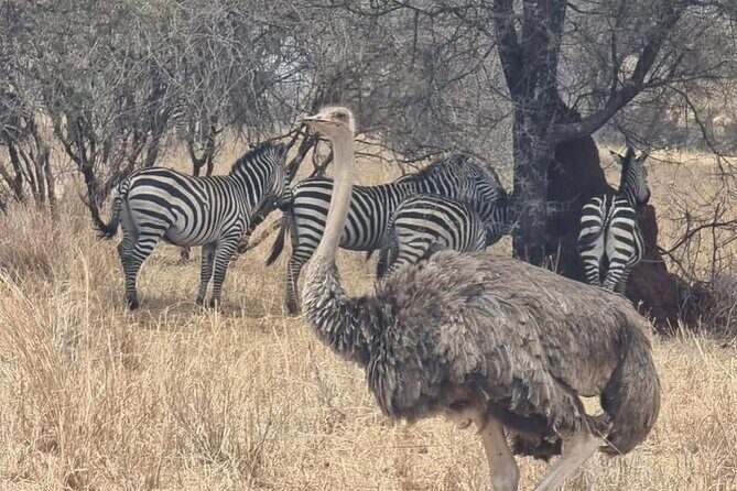 3 Days Group Safari Serengeti & Ngorongoro - How This 3-Day Safari Packs in the Best Wildlife Odds