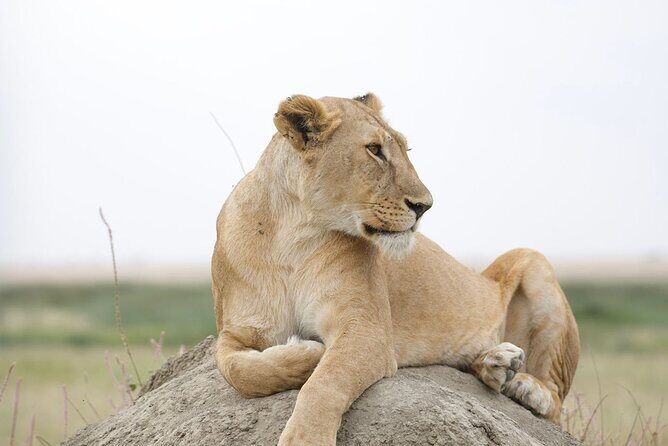 3 Days Group Safari Serengeti & Ngorongoro - Day 3: Ngorongoro Crater’s Morning Game Drive (Predator-Prey in One Place)