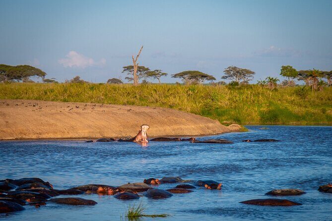 3 Days Group Safari Serengeti & Ngorongoro - Your Guide and Chef: Why Joseph’s Name Matters