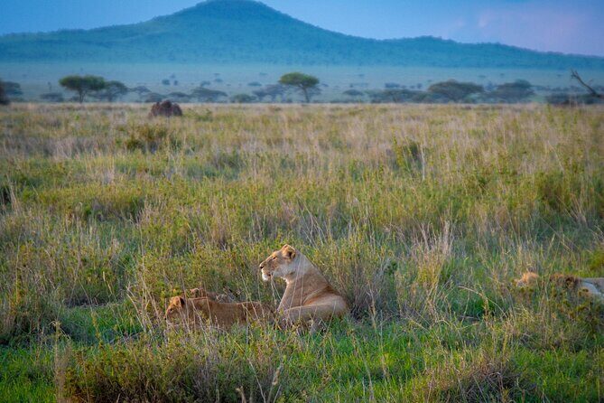 3 Days Group Safari Serengeti & Ngorongoro - Day 2: A Guided Serengeti Drive Plus Simba Campsite Night