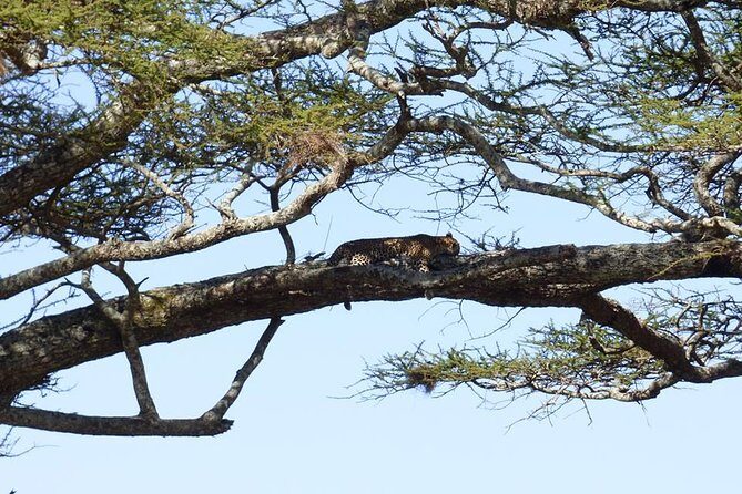 3 Days Lake Manyara, Ngorogoro Crater, Tarangire National Park - A fast safari loop that hits three Tanzania wildlife zones