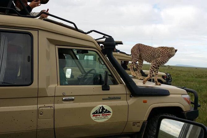 3 Days Lake Manyara, Ngorogoro Crater, Tarangire National Park - Day 2: Ngorongoro Crater full-day Big Five focus and crater-floor lunch