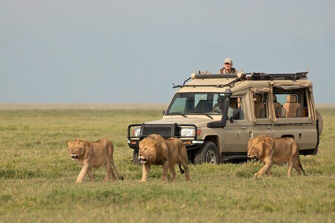 3 Days Safari Ngorongoro Crater and Serengeti National Park - Day 2: More Serengeti variety, kopjes views, and predator spotting chances