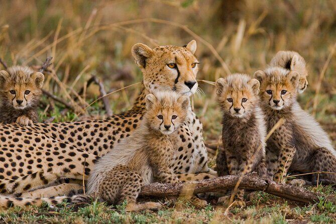3 Days Safari Serengeti & Ngorongoro Crater - Why Serengeti + Ngorongoro works in just 3 days