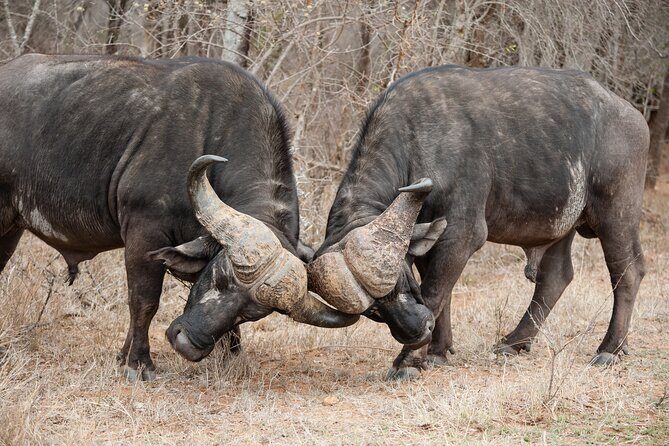 3 Days Safari Serengeti & Ngorongoro Crater - Day 3: 6:15 am crater descent, a black rhino search, then the return to Arusha