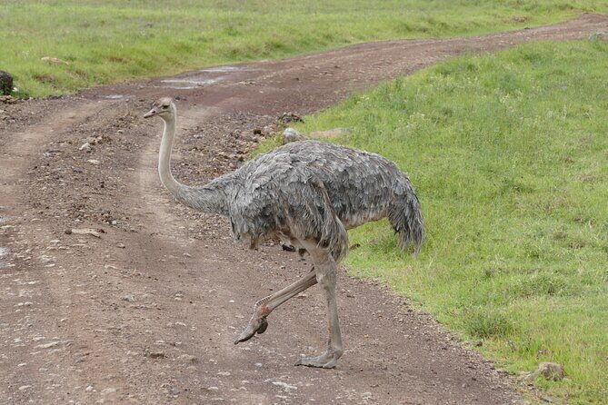3 Days Safari Serengeti & Ngorongoro Crater - Camping setup and meals: the comfort you actually feel