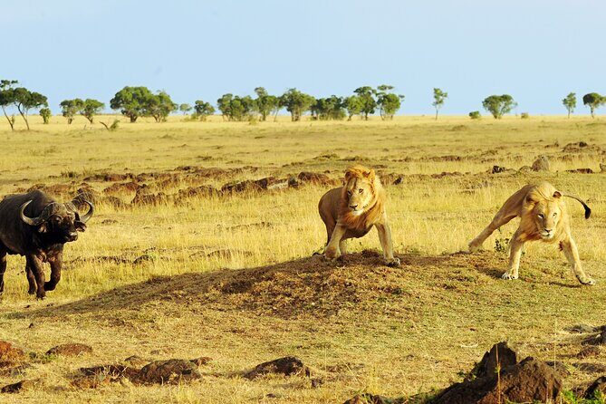 3 Days Safari Serengeti & Ngorongoro Crater - Guides, vehicles, and the small-group advantage