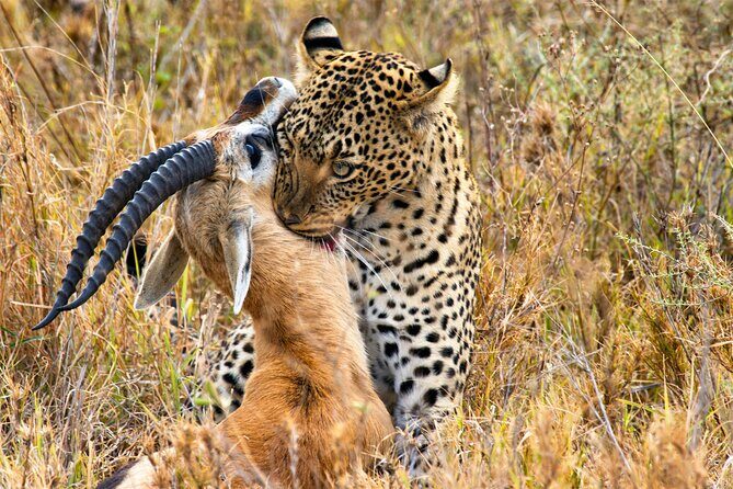 3 Days Safari Serengeti & Ngorongoro Crater - What to pack (so early mornings don’t ruin your vibe)