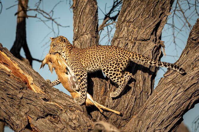 3 Days Safari Serengeti & Ngorongoro Crater - Day 2: A 6:30 am Serengeti game drive, then Simba campsite near the crater rim