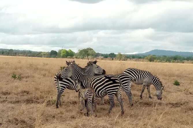 3 Days Safari to Mikumi NP - Accommodation Inside the Park - Key Safari Details That Matter