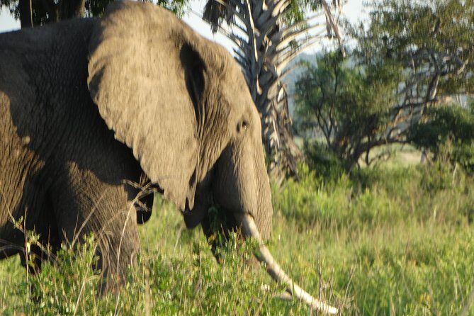 3 Days Safari to Mikumi NP - Accommodation Inside the Park - Getting There and Back: The Transfer-First Advantage