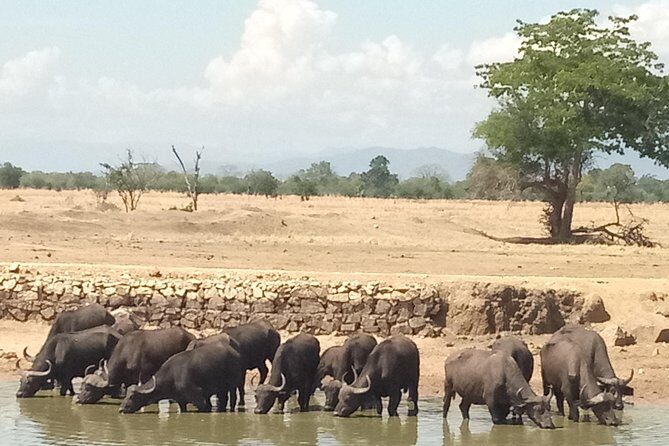 3 Days Safari to Mikumi NP - Accommodation Inside the Park - Accommodation Inside the Park: Tanapa Cottages vs Outside Lodges