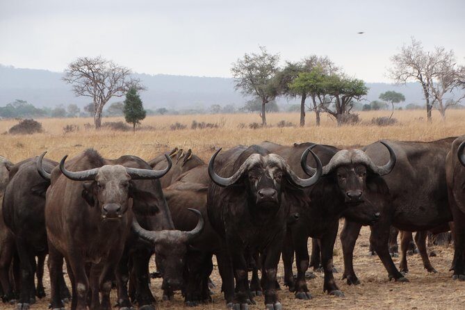 3 Days Safari to Mikumi NP - Accommodation Inside the Park - Wildlife Odds: What You’re Actually Looking For