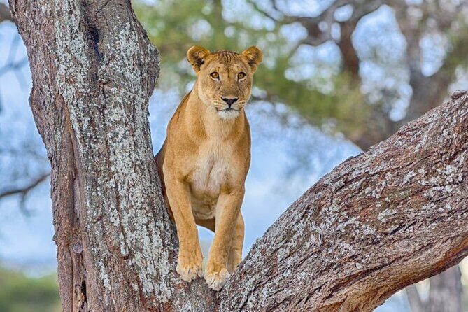 3 Days Safari to Serengeti National Park & Ngorongoro Crater in Tanzania - Entering The Serengeti: Arusha to the Great Park