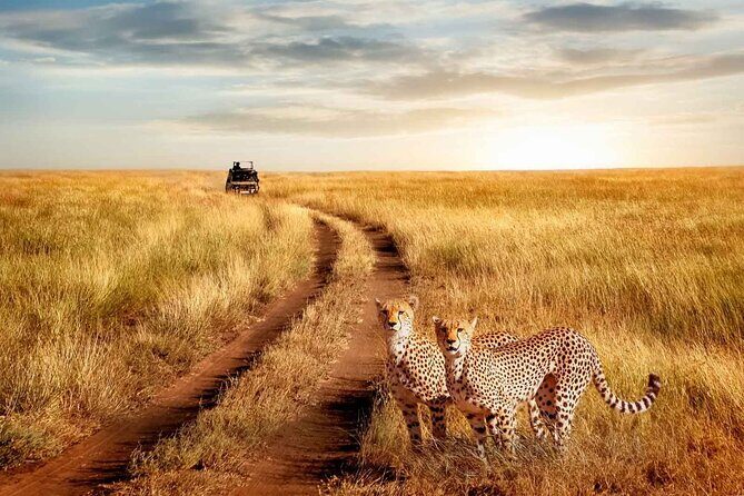3 Days Safari to Serengeti National Park & Ngorongoro Crater in Tanzania - Day 2: Early Morning Serengeti, Olduvai Gorge, Then Ngorongoro Rim