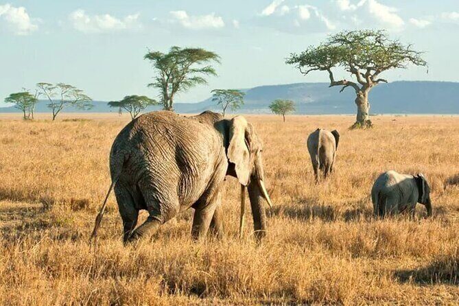 3 Days Safari to Serengeti National Park & Ngorongoro Crater in Tanzania - Wildlife Viewing Reality Check: 3 Days Is Fast, Not Slow